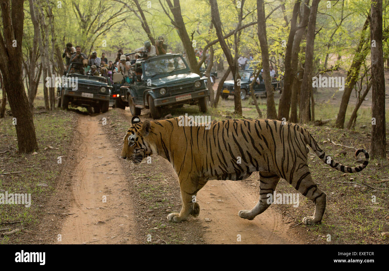 Royal Bengal Tiger Spaziergänge am Waldweg mit Touristenfahrzeuge in Ranthambhore Nationalpark in Indien Stockfoto