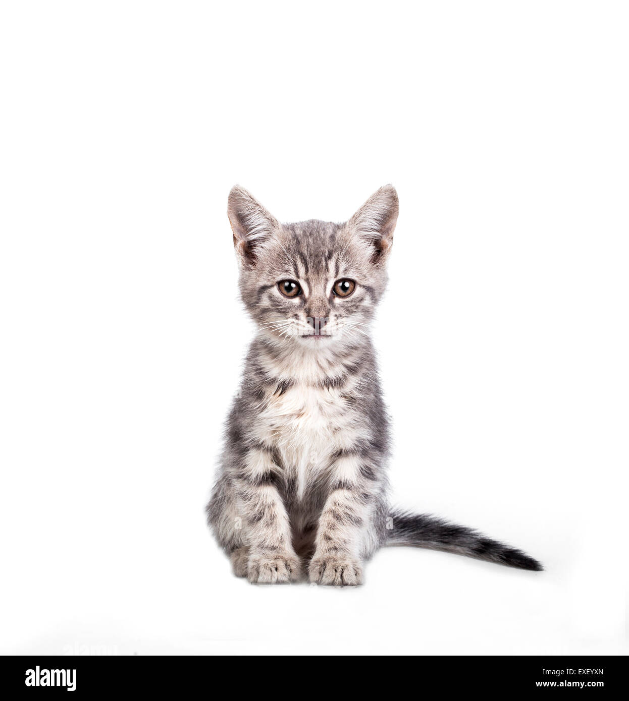 Kleine graue Katze Stockfoto