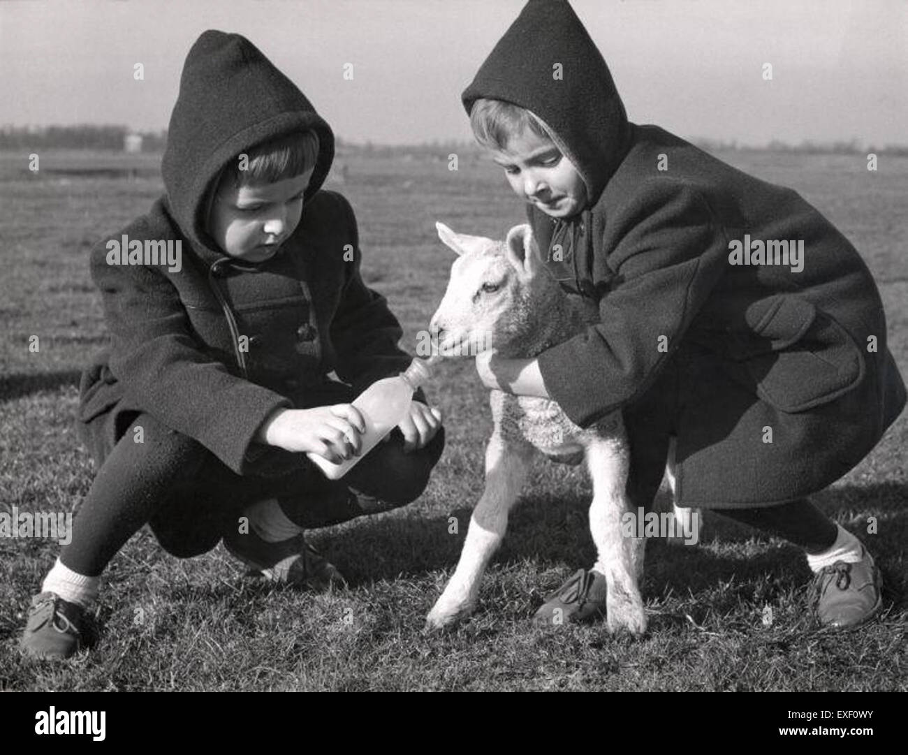 Dieses bezaubernde Foto fängt den Moment ein, in dem Zwillinge ein kleines Lamm füttern, und zeigt eine zarte Verbindung zwischen Mensch und Tier in einer ländlichen Umgebung. Stockfoto