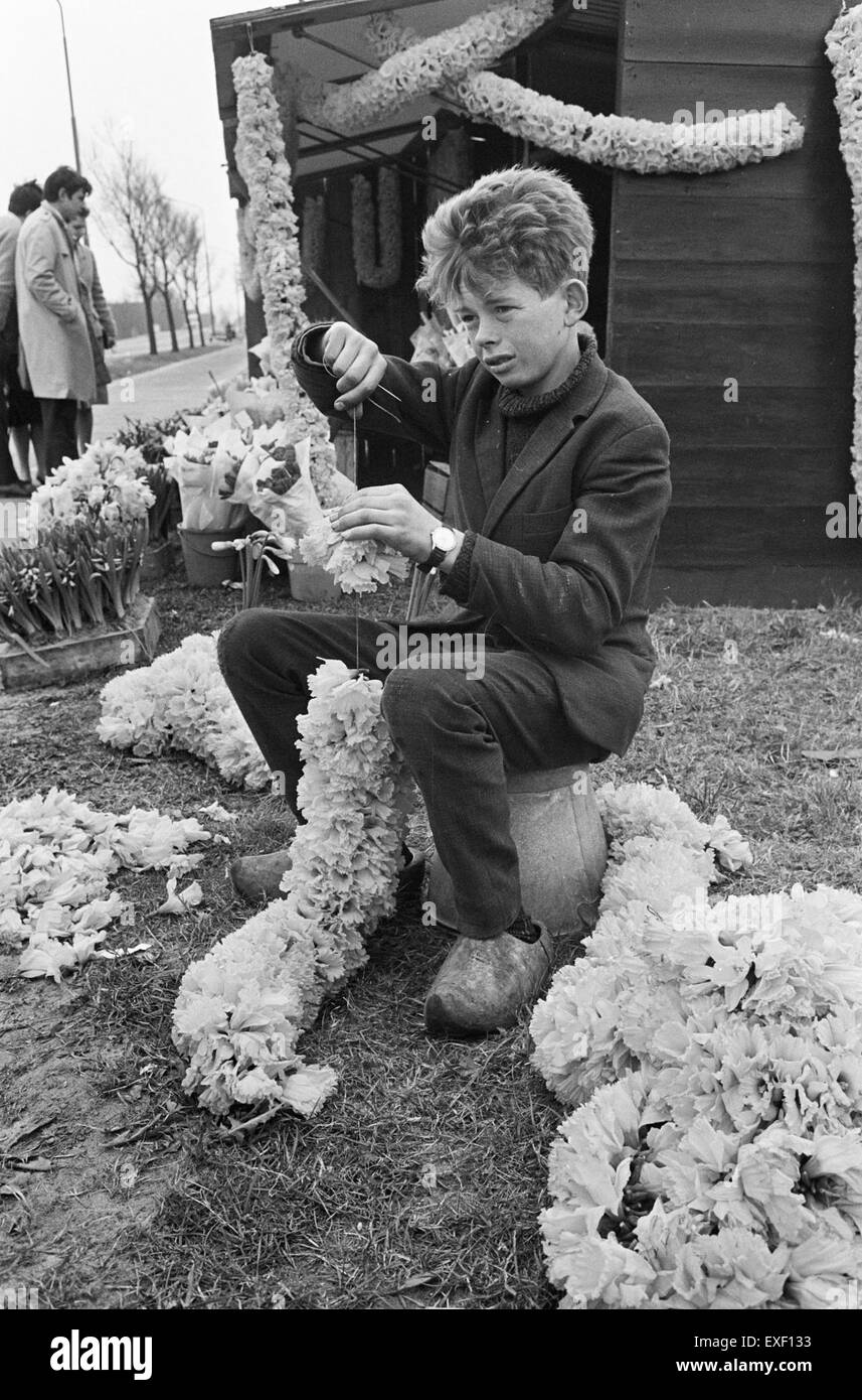 Dieses Kunstwerk mit dem Titel *Bloembollentijd, jongen maakt Slingers* zeigt einen niederländischen Jungen, der während der Blütezeit der Tulpen in den Niederlanden Blumengirlanden kreiert. Die Szene spiegelt die niederländische Tradition wider, die Blüte im Frühling zu feiern, eine bedeutende kulturelle Praxis in der Region. Stockfoto
