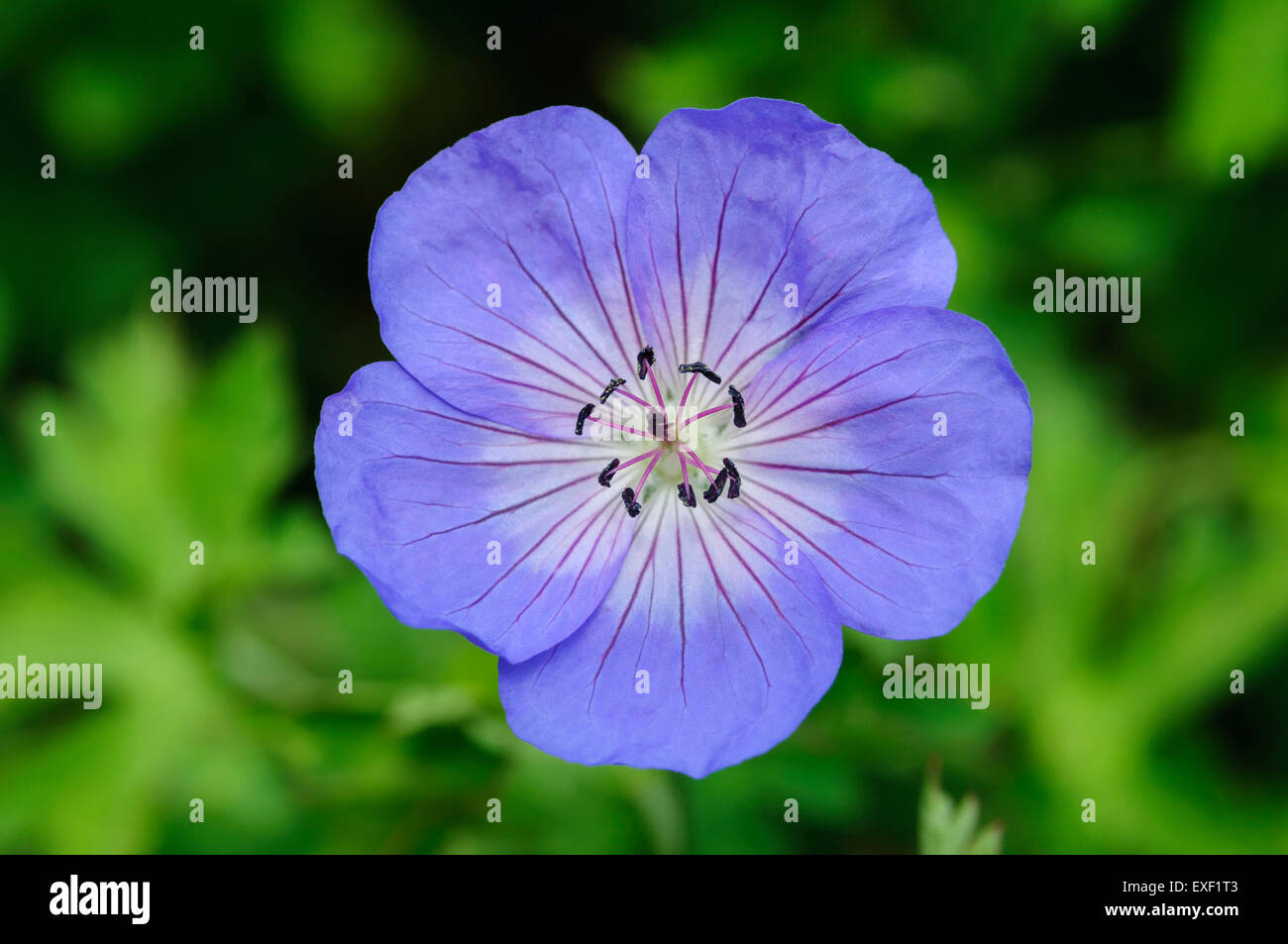 Geranium Rozanne "Gerwat" Stockfoto