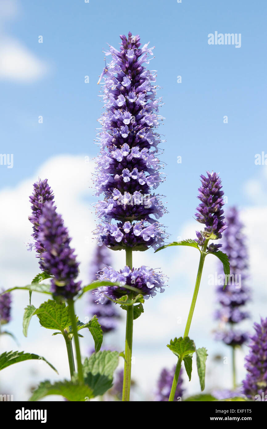 Wildform 'Blue Fortune' oder mexikanische Riesen Ysop, Satz vor blauem Himmel Stockfoto