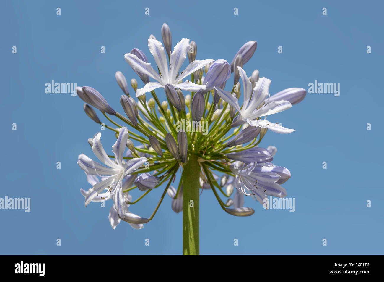 Agapanthus Blume gegen einen blauen Himmel Stockfoto