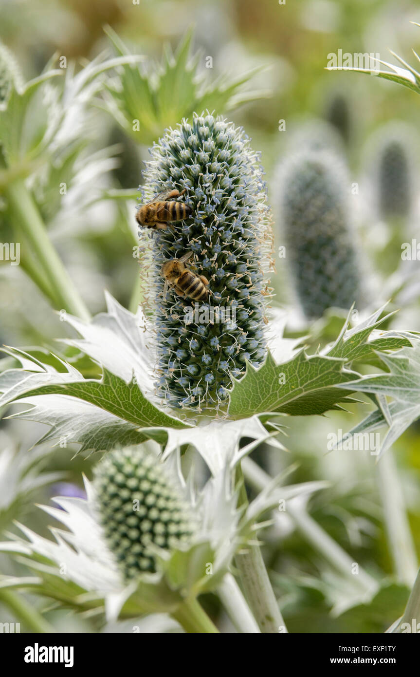 Bienen sammeln Pollen von Eryngium Giganteum 'Miss Willmott Geist' Stockfoto