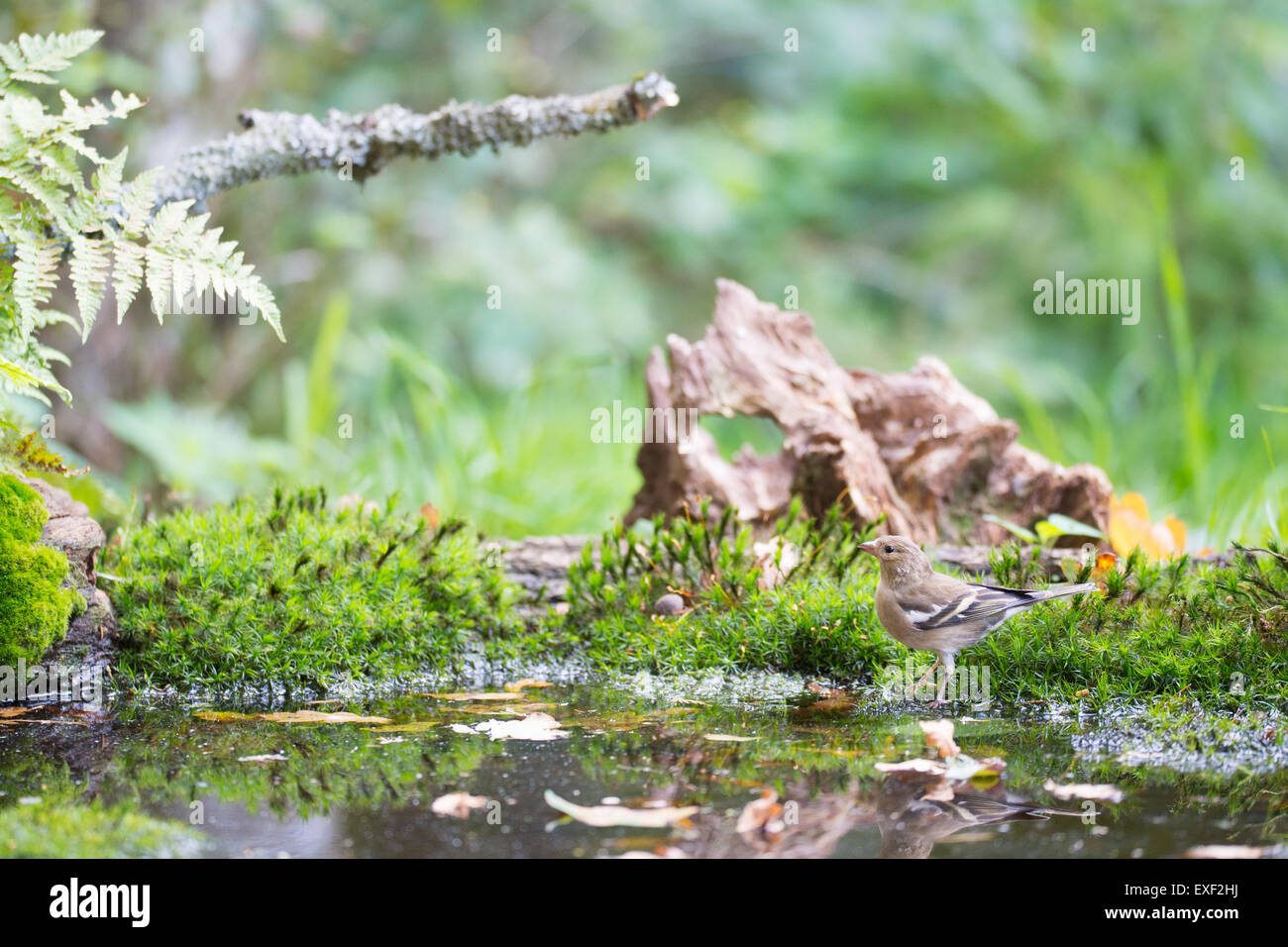 Weibliche gemeinsame Buchfink Trinkwasser Stockfoto