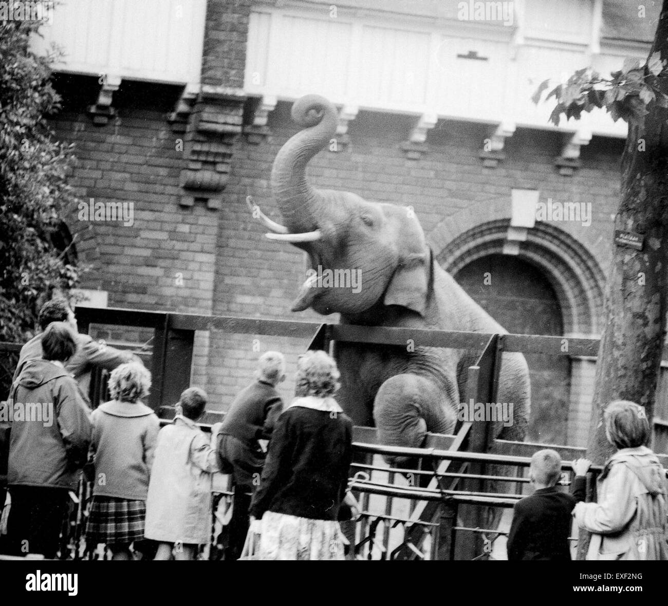 открытие московского зоопарка в 1864. изолятор московский зоопарк 1970. старый зоопарк новосибирск гоголя. московский зоологический сад 1864. старый новосибирский зоопарк на улице гоголя фото.