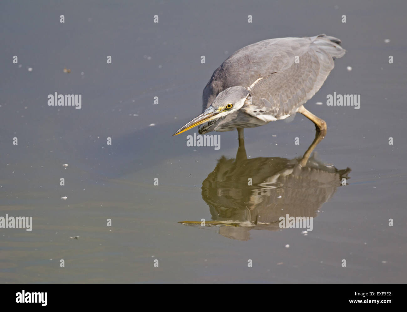 Graureiher Jagd in ruhigem Wasser mit Reflexion Stockfoto
