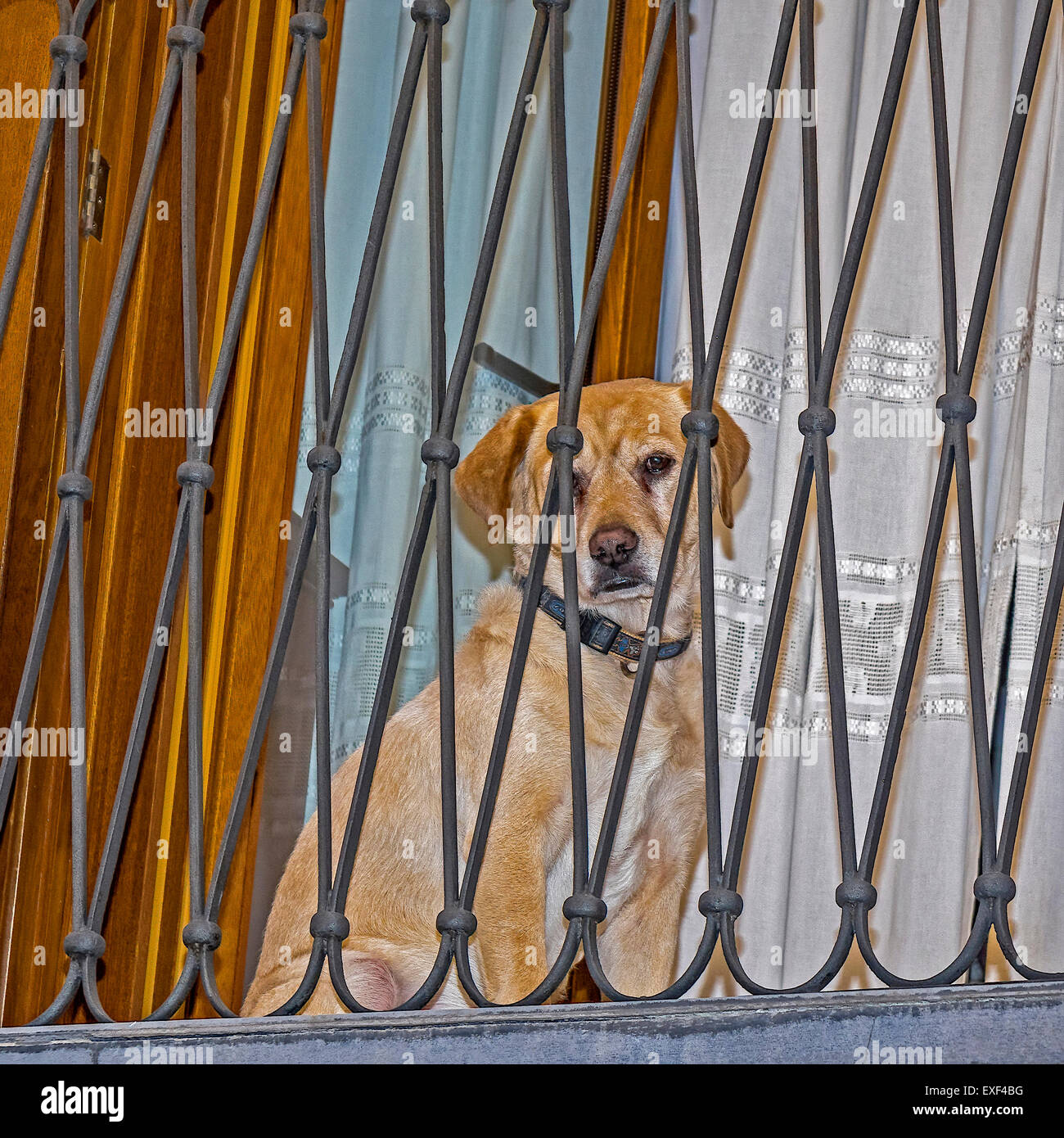Kein entkommen für diesen Hund Palma Mallorca Spanien Stockfoto