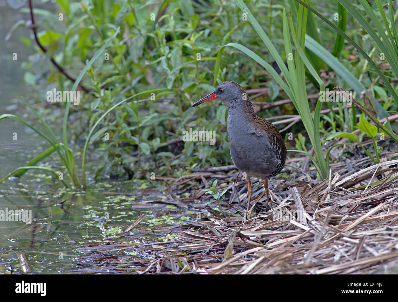 Wasser-Schiene (Rallus Aquaticus) Sommer. UK Stockfoto