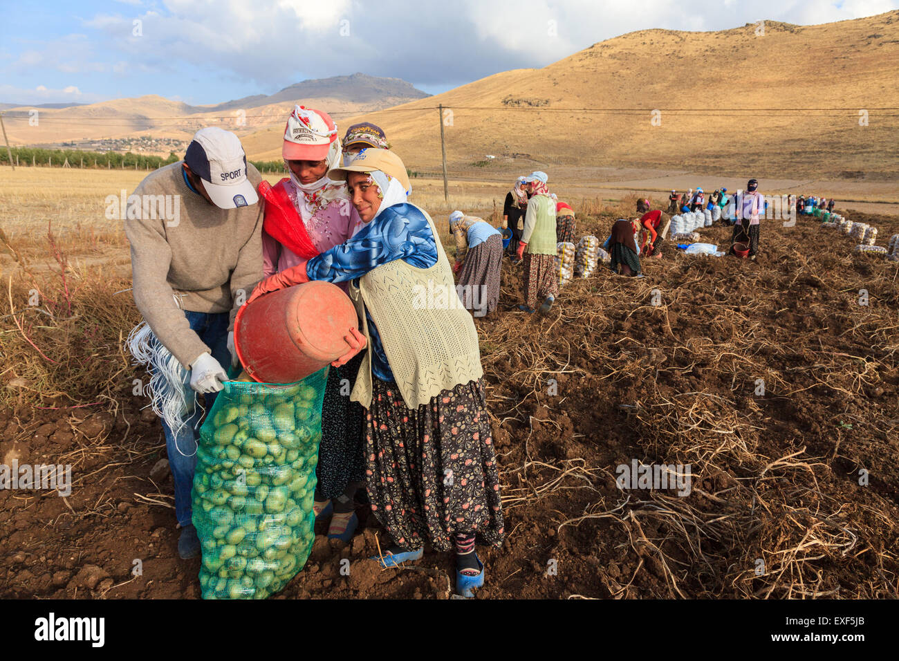 Frauen und Männer ernten Kartoffeln im Feld als Saisonarbeiter in der