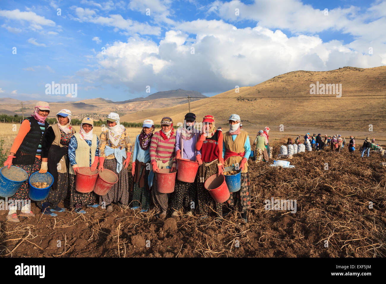 Frauen und Männer ernten Kartoffeln im Feld als Saisonarbeiter in der Landwirtschaft in Anatolien, Türkei Stockfoto