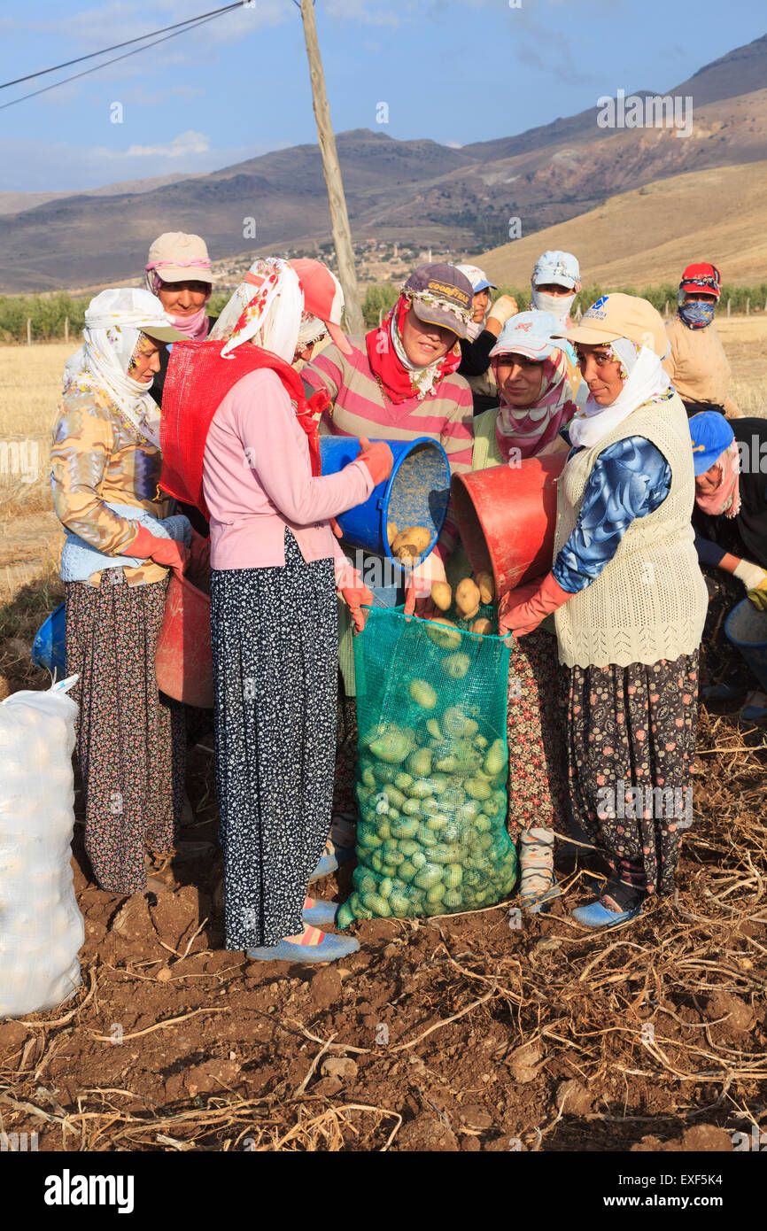 Frauen und Männer ernten Kartoffeln im Feld als Saisonarbeiter in der Landwirtschaft in Anatolien, Türkei Stockfoto