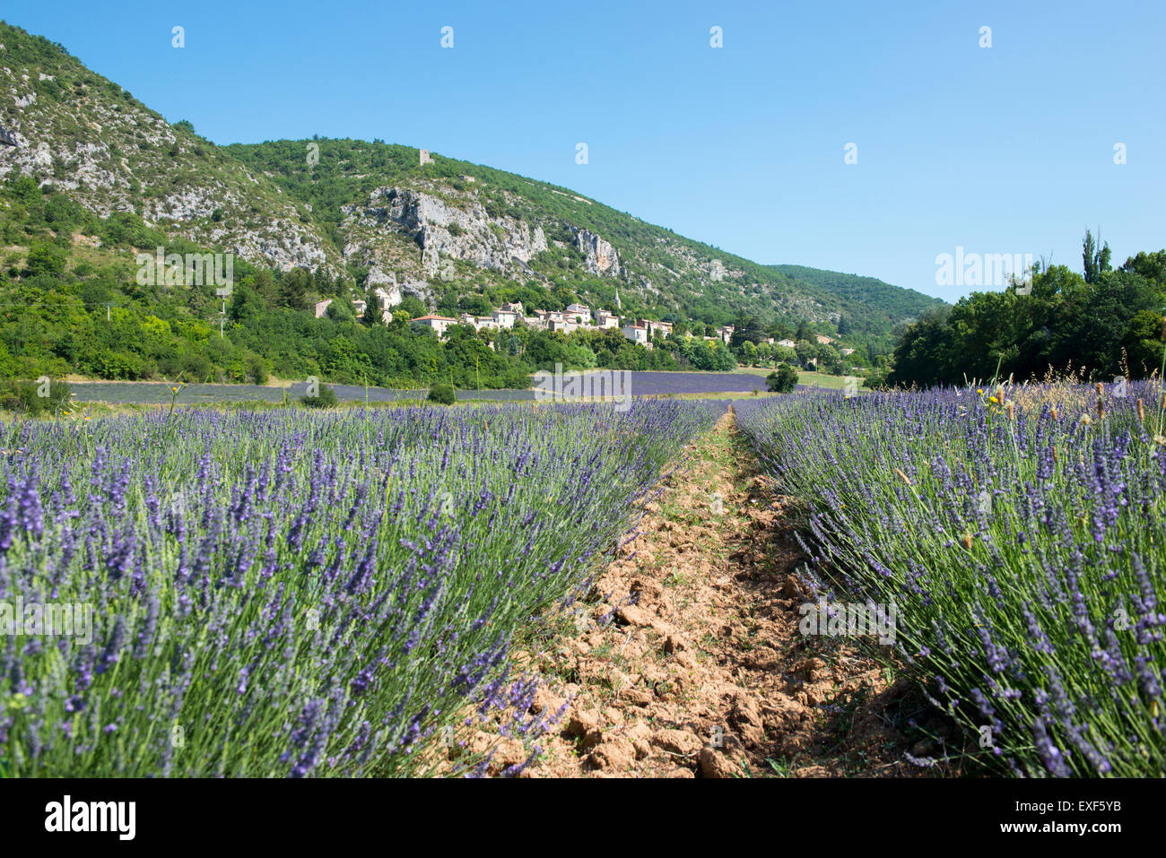 Ein Feld von Lavendel in der Nähe von Dorf Monieux, in der Nähe von Sault Provence Frankreich EU Stockfoto