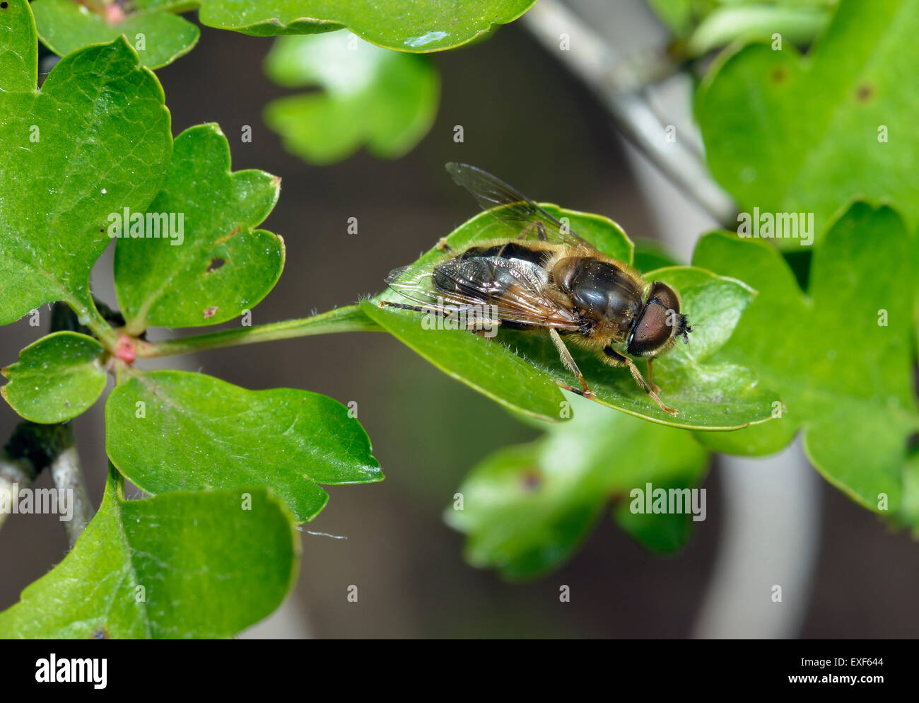 Hoverfly - Eristalis Pertinax männlich auf Weißdorn Blatt Stockfoto