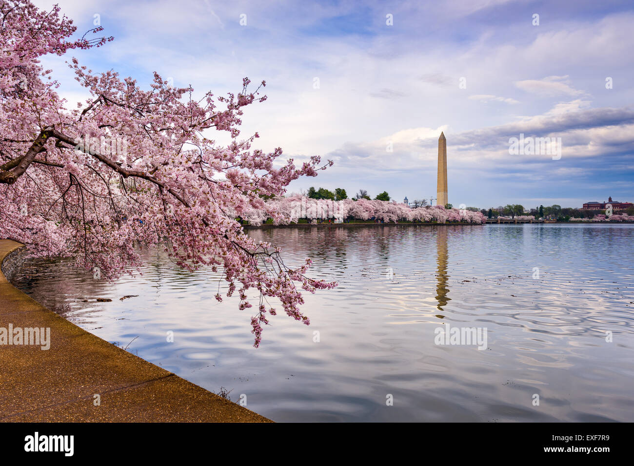 Washington DC, USA an das Gezeitenbecken mit Washington Monument in der Frühjahrssaison. Stockfoto