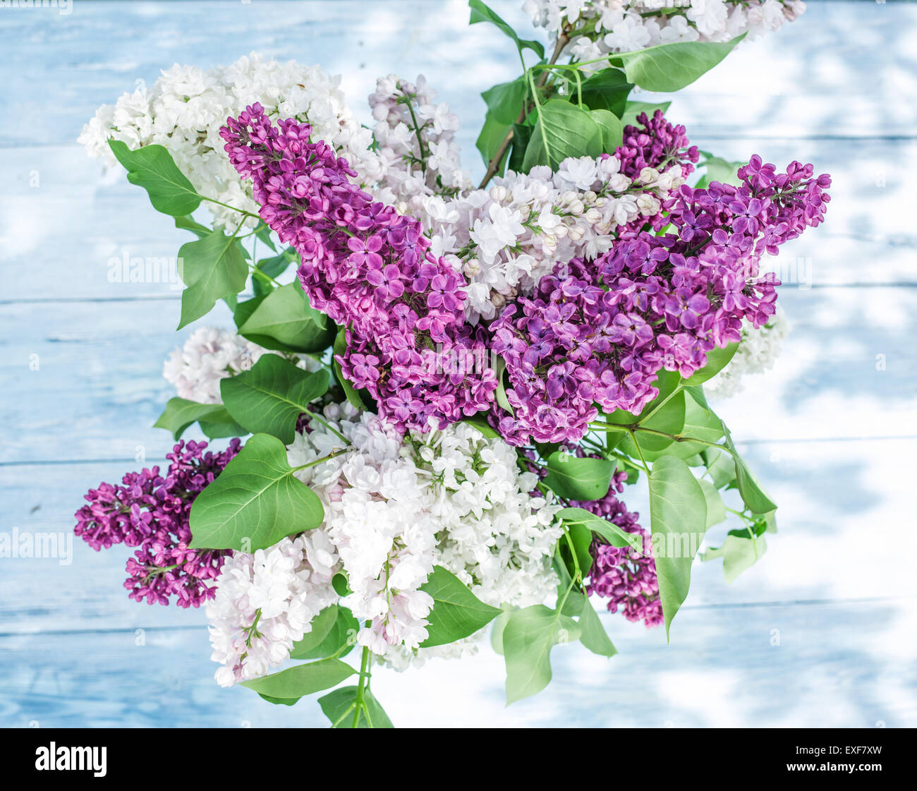 Lila blühenden Blumen auf dem alten Holztisch. Stockfoto