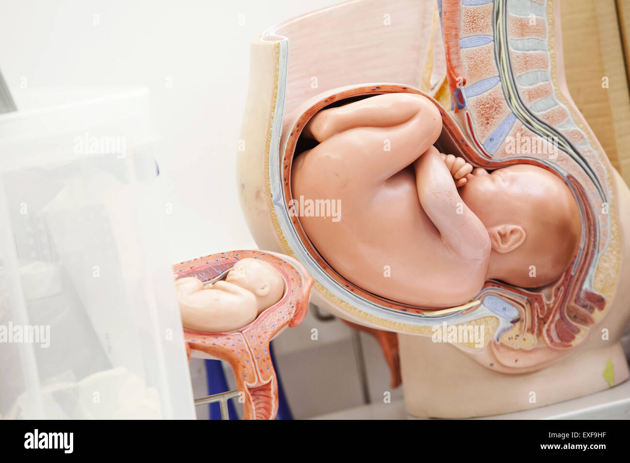 Anatomisches Modell des menschlichen Fötus Stockfoto