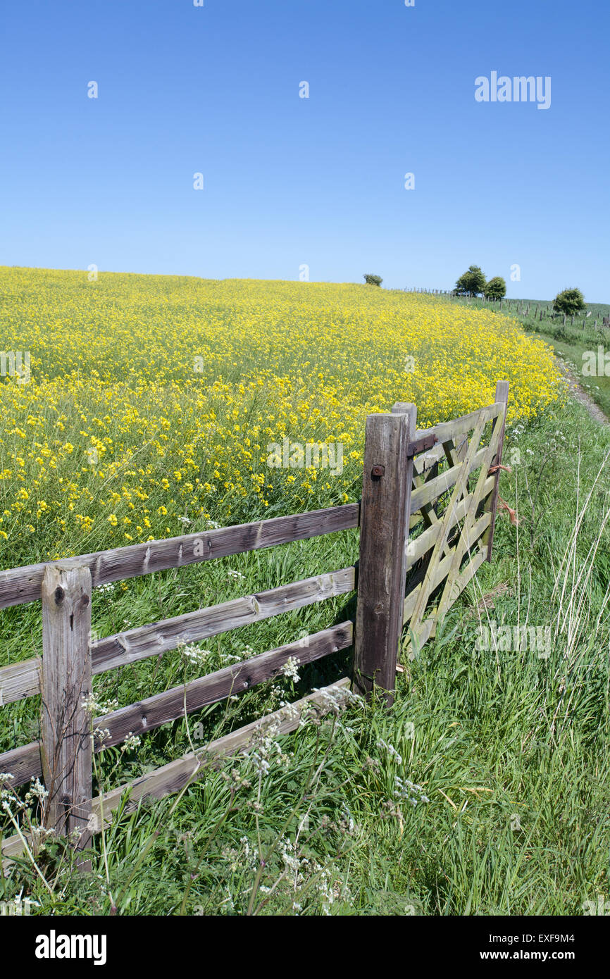 Holz-Hof vor einem Feld von gelben Raps mit einem Hintergrund von einem knackig klaren blauen Himmel Stockfoto