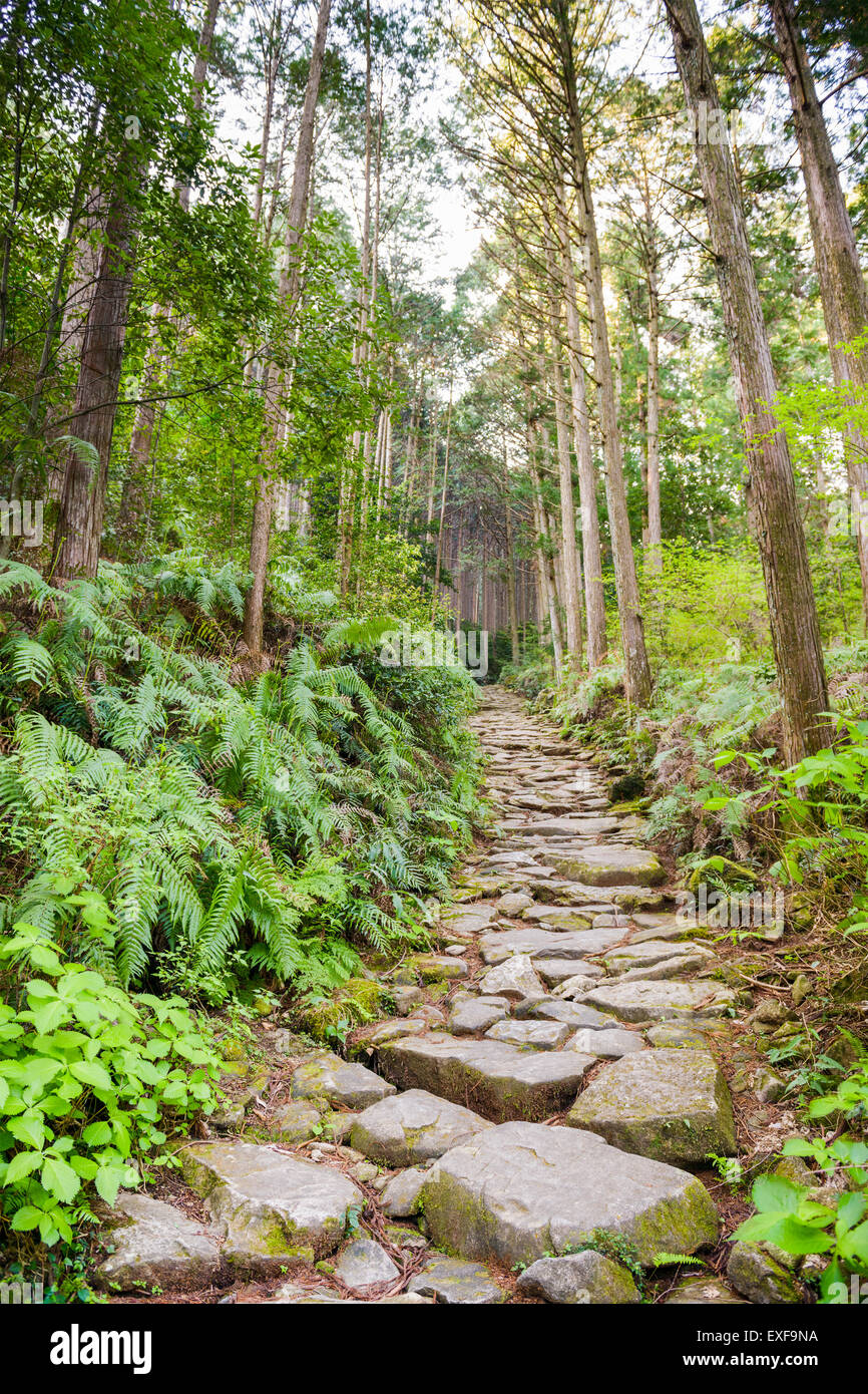 Matsumoto Pass auf dem Kumano Kodo, eine heilige Trail und Weltkulturerbe in der Nähe von Kumano City, Japan. Stockfoto
