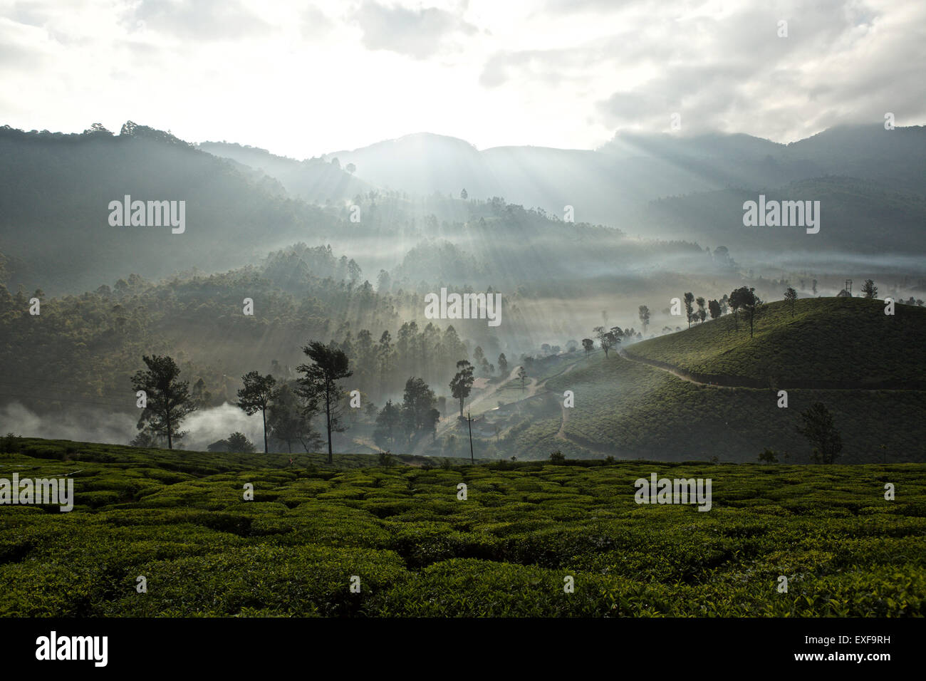 Teeplantage in der Morgendämmerung, Kerala, Indien Stockfoto