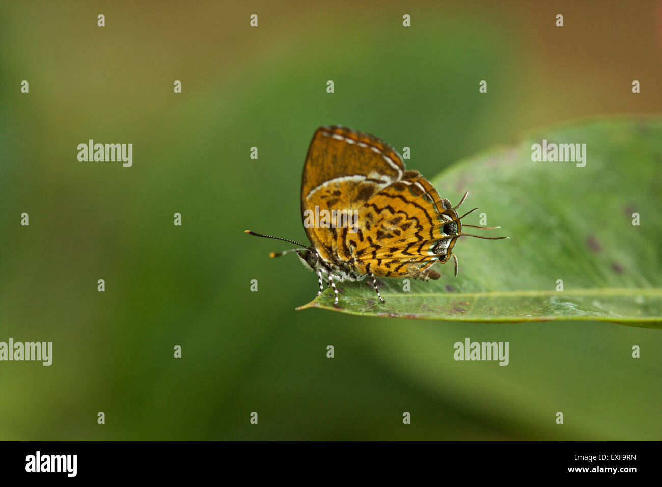 Affe Puzzle Schmetterling (Rathinda Amor), Kerala, Indien Stockfoto