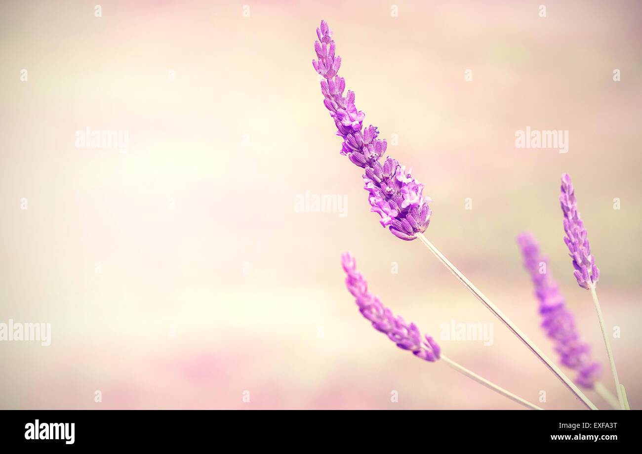 Lavendel Blumen Hintergrund mit Platz für Text, geringe Schärfentiefe. Stockfoto