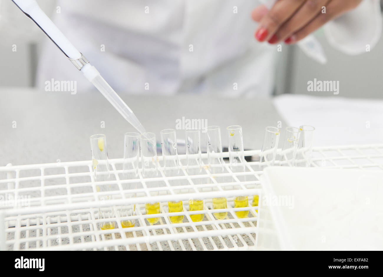 Weibliche Hand Pipettieren gelbe Flüssigkeit in Reagenzgläser im Labor Stockfoto