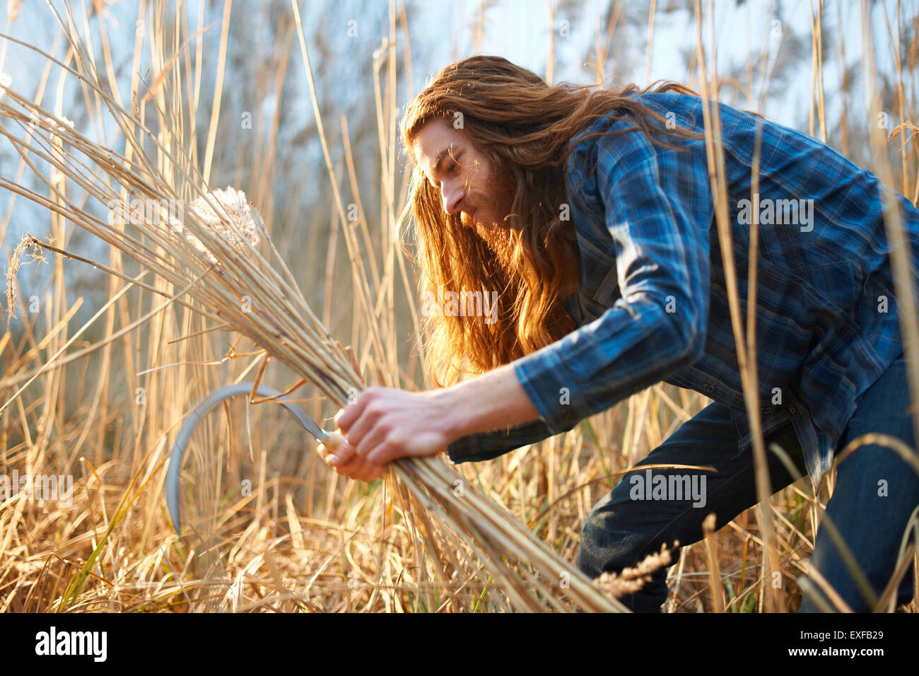 Mann beim Ernten von Weizen mit Sense Stockfoto