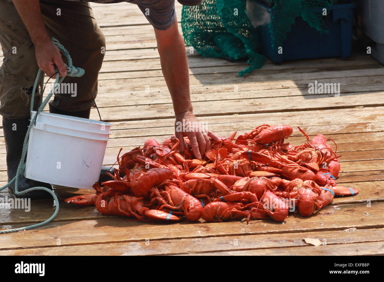 Sortieren Sie Hummer Fischer ihren Fang zum Verkauf am Kai in LIttle River, N.S. Stockfoto