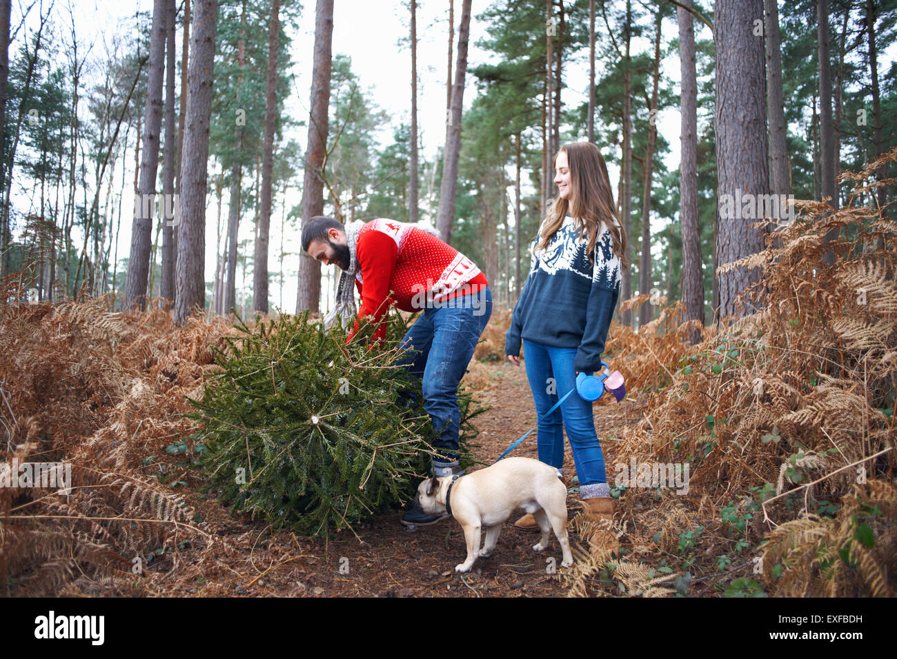 Junges Paar und Hund Aufhebung Weihnachtsbaum im Wald Stockfoto