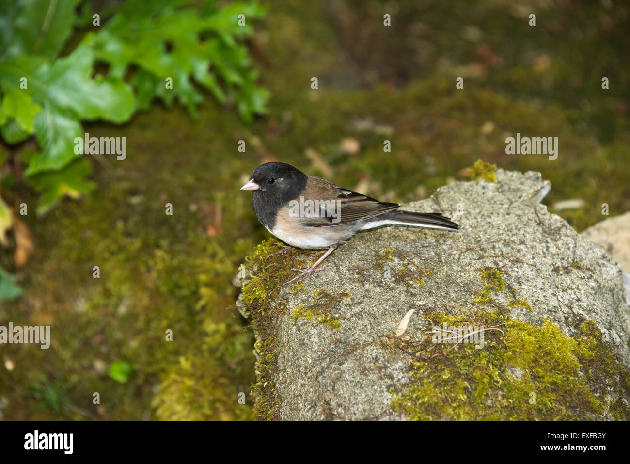 Oregon-dunkel-sided-Junco (Junco Hyemalsi Oreganus) Baum unter Story nach Nahrung suchen. Stockfoto