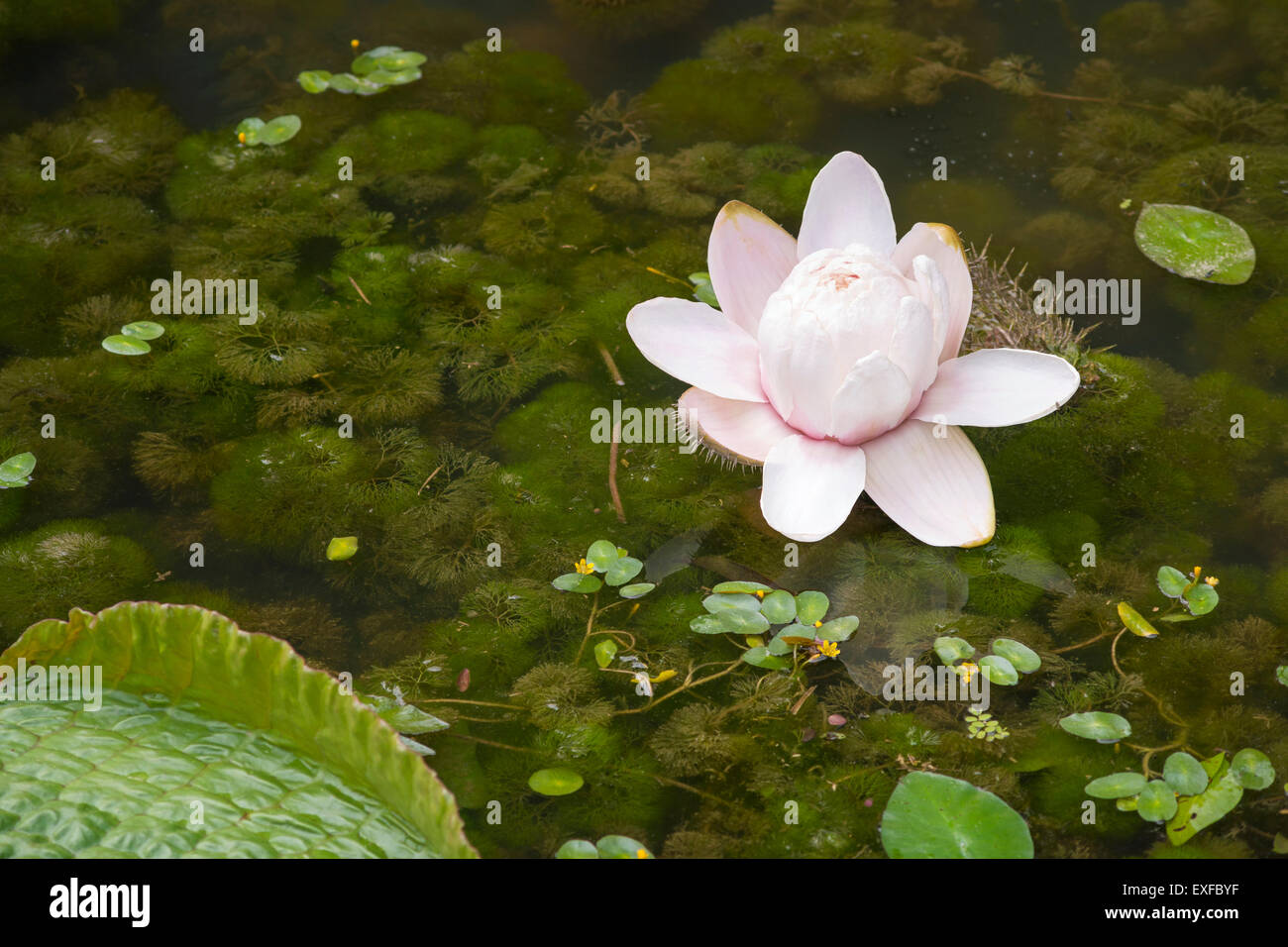 riesige weiße tropische Lotusblüte im Teich von Singapur Botanischer Garten Stockfoto