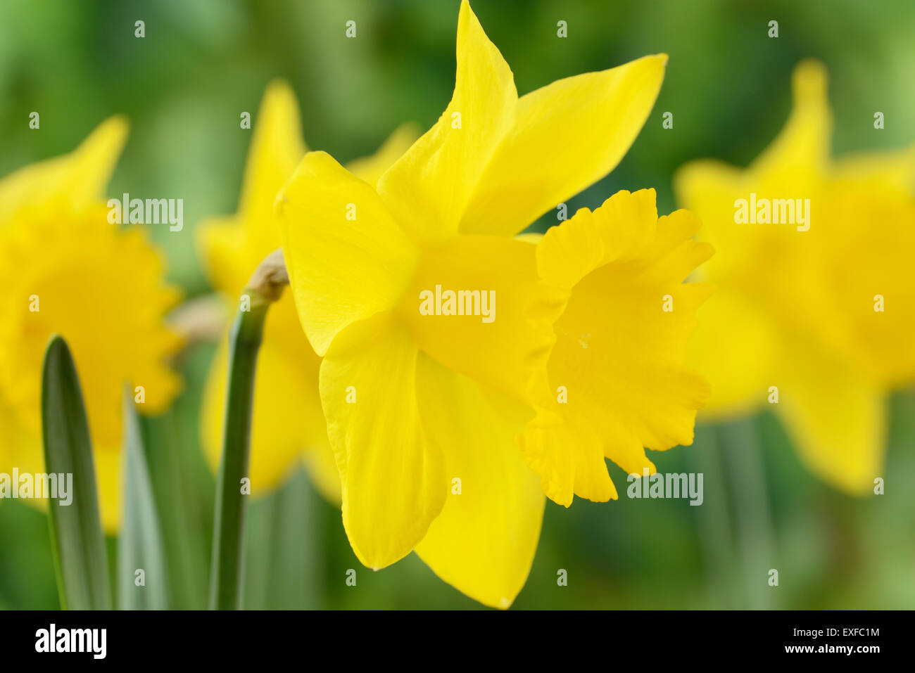 Narcissus "Standardwert" Narzissen Division 1 Trompete März Stockfoto