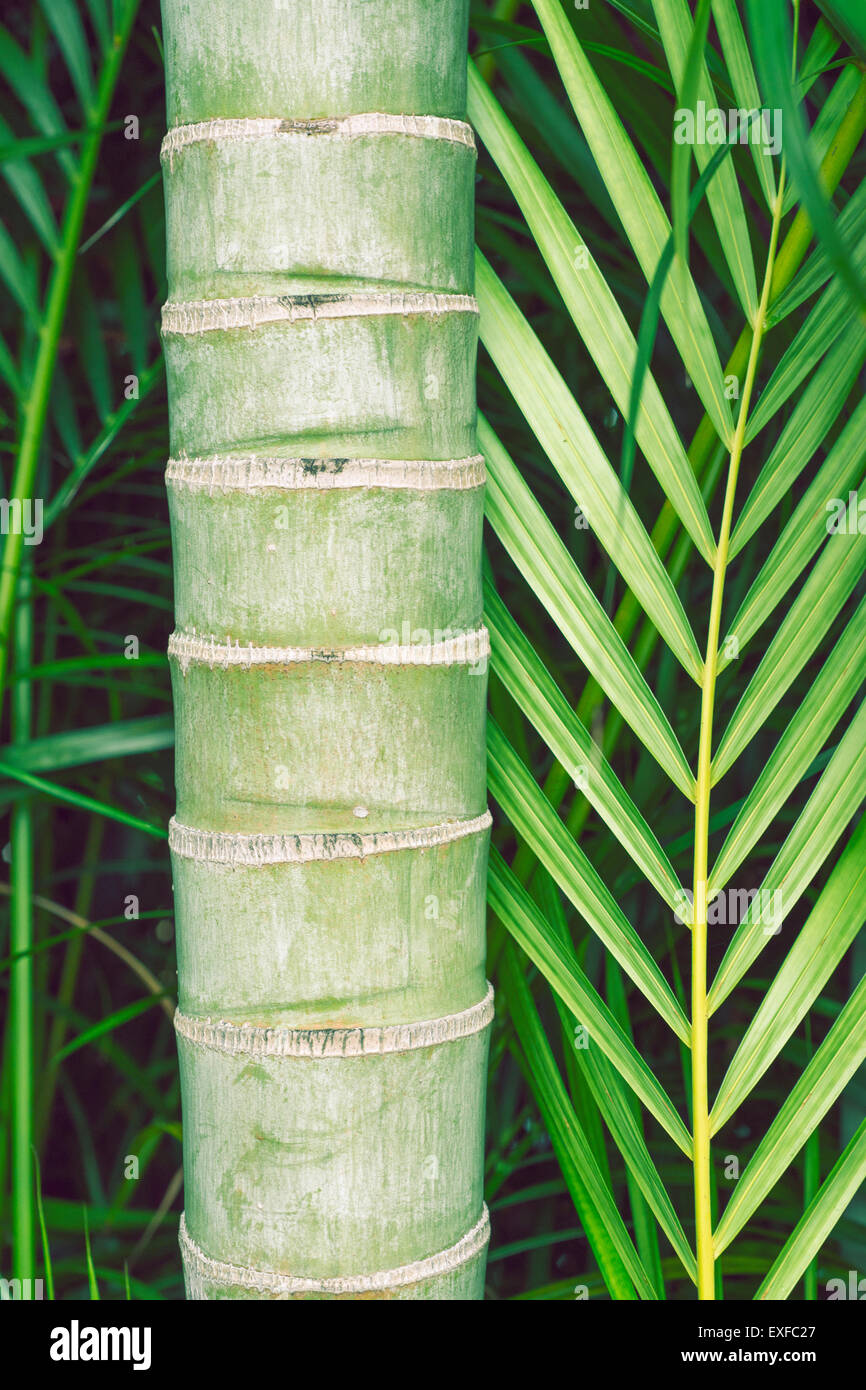 grüne vertikale Bambus stammen Closeup mit Fokus auf Baum Stockfoto