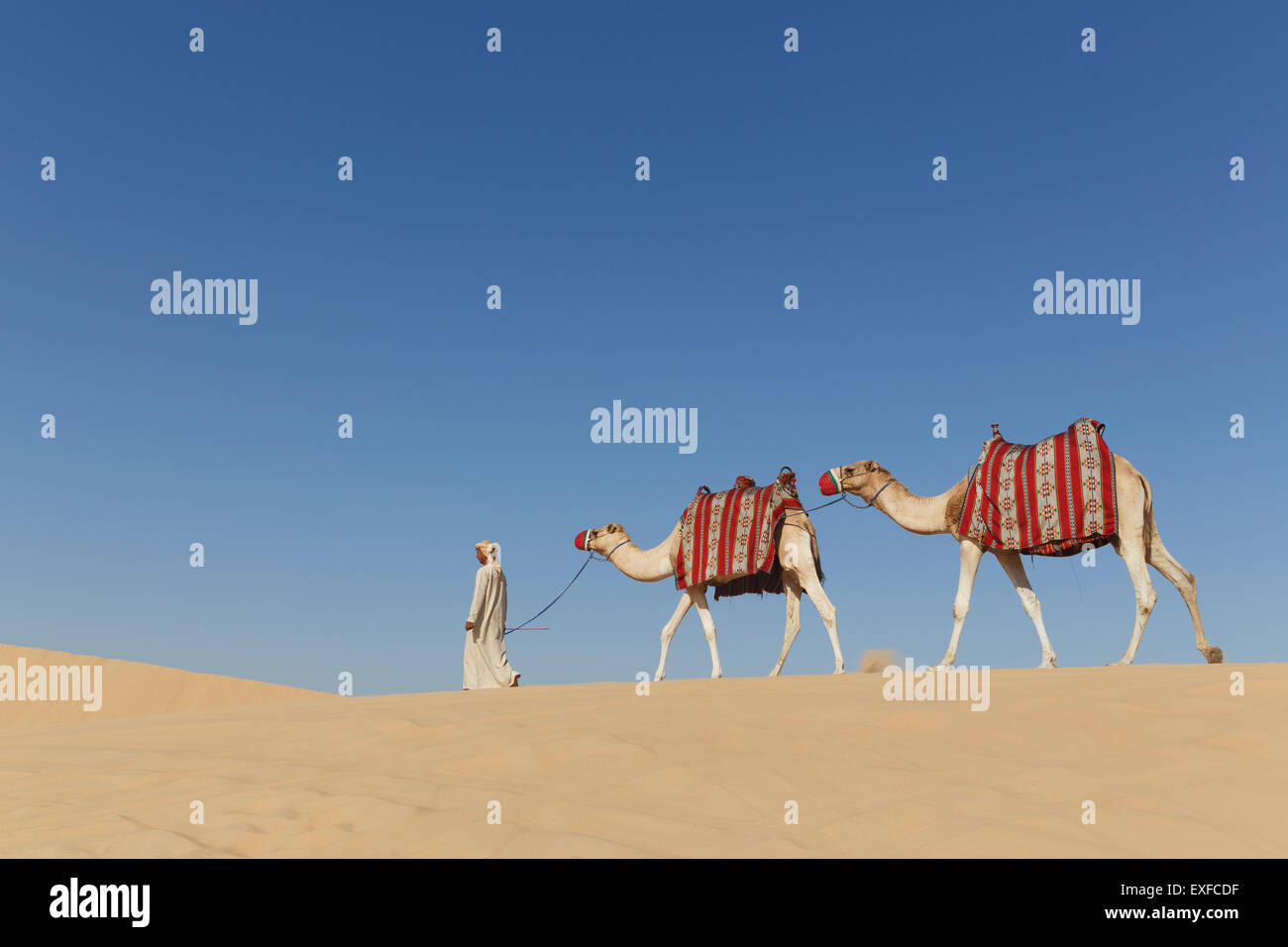 Beduinen zu Fuß mit zwei Kamele in der Wüste, Dubai, Vereinigte Arabische Emirate Stockfoto