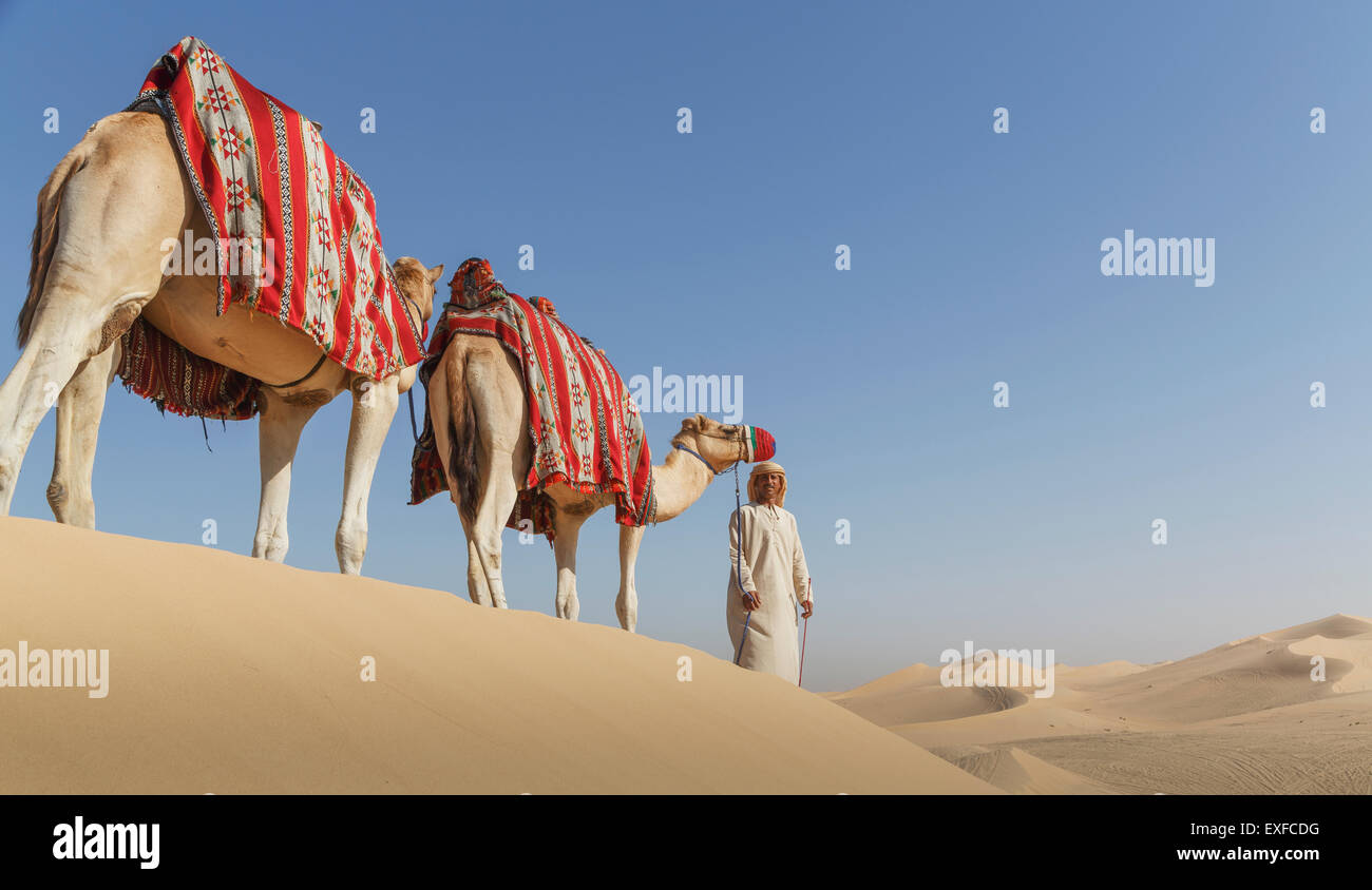 Beduinen führen zwei Kamele in der Wüste, Dubai, Vereinigte Arabische Emirate Stockfoto