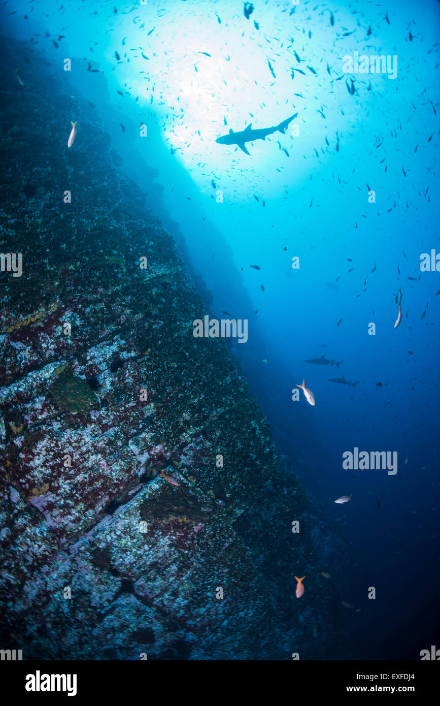 Köderfischen und Hai schwimmen von Unterwasser Steilwänden, Roca Partida Revillagigedo, Mexiko Stockfoto