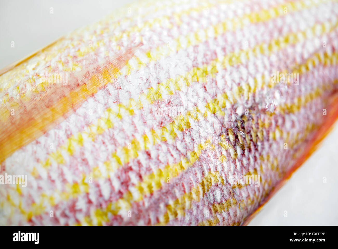 Nahaufnahme von Rohfisch gelb und rosa Haut Stockfoto