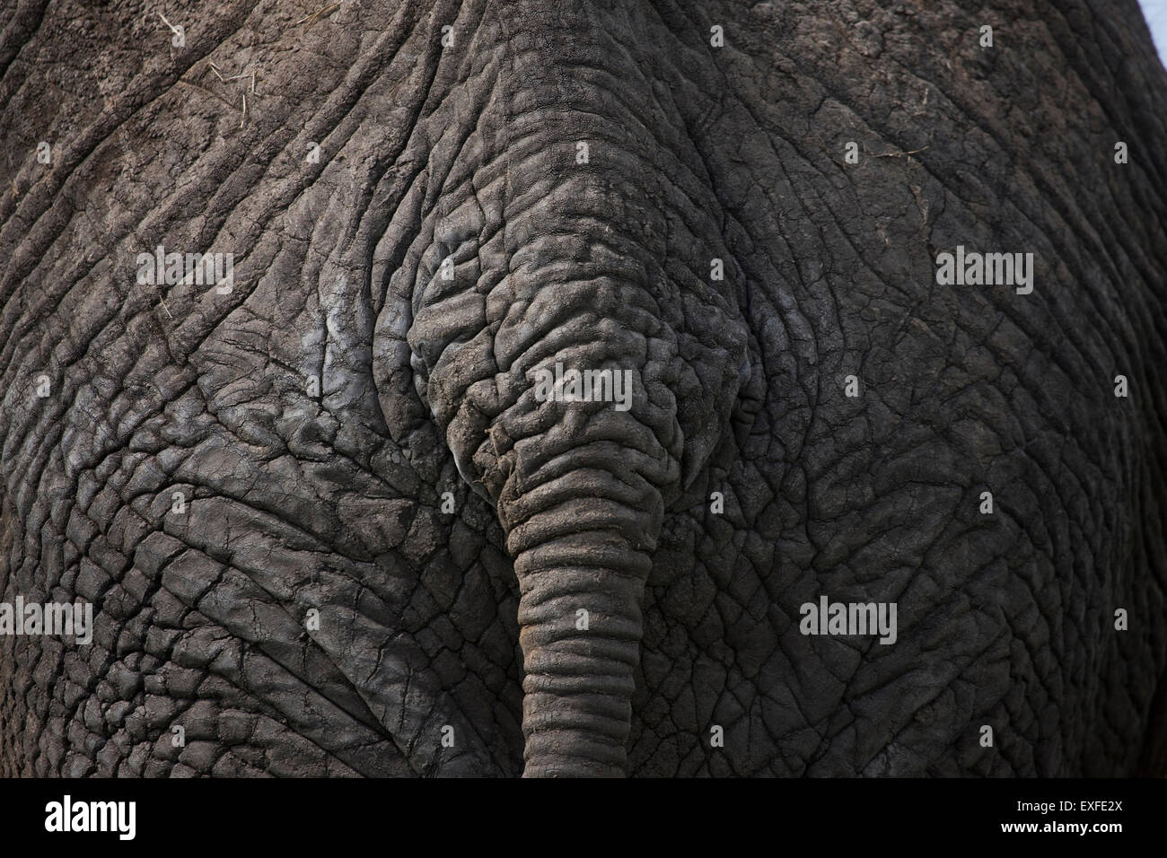 Afrikanische Elefanten Bürzel und Schwanz hautnah Stockfoto