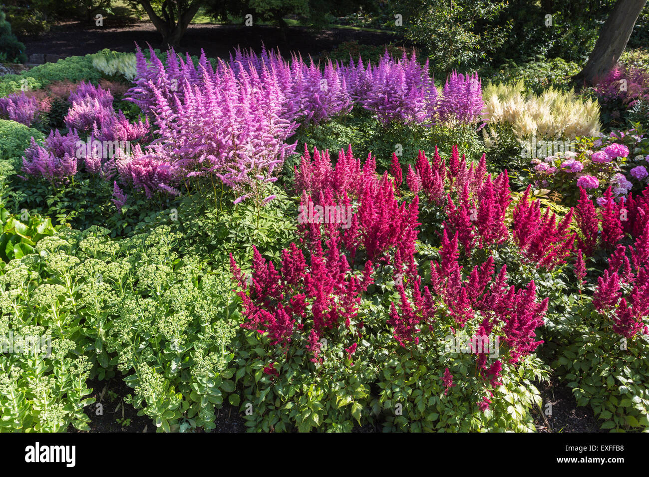 Rot Astilbe 'Atelier' (x arendsii) und lila "Mainz" (Japonica Hybride) Blumen im Sommer in der RHS Gärten, Wisley, Surrey, UK Stockfoto