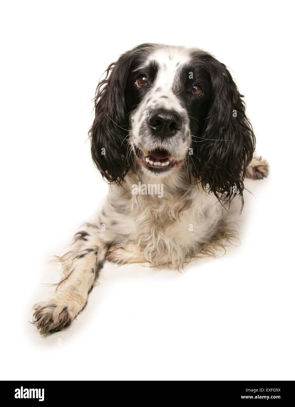 Englisch Springer Spaniel alleinstehende Erwachsene in einem studio Stockfoto