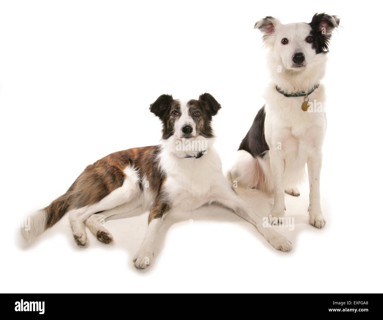 Zwei Collie erwachsenen Hunden in einem studio Stockfoto