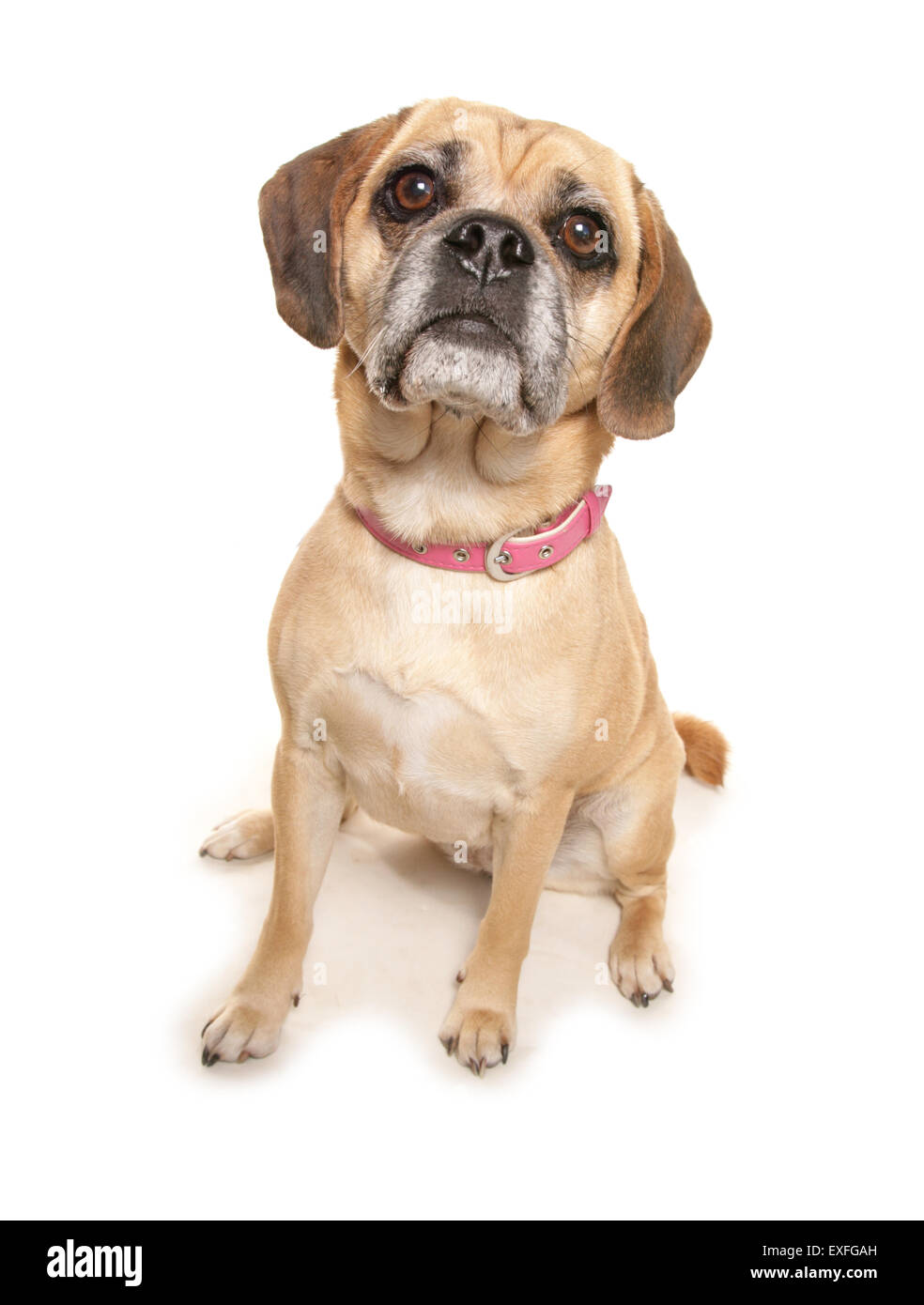 Puggle Single Erwachsener Hund in einem studio Stockfoto