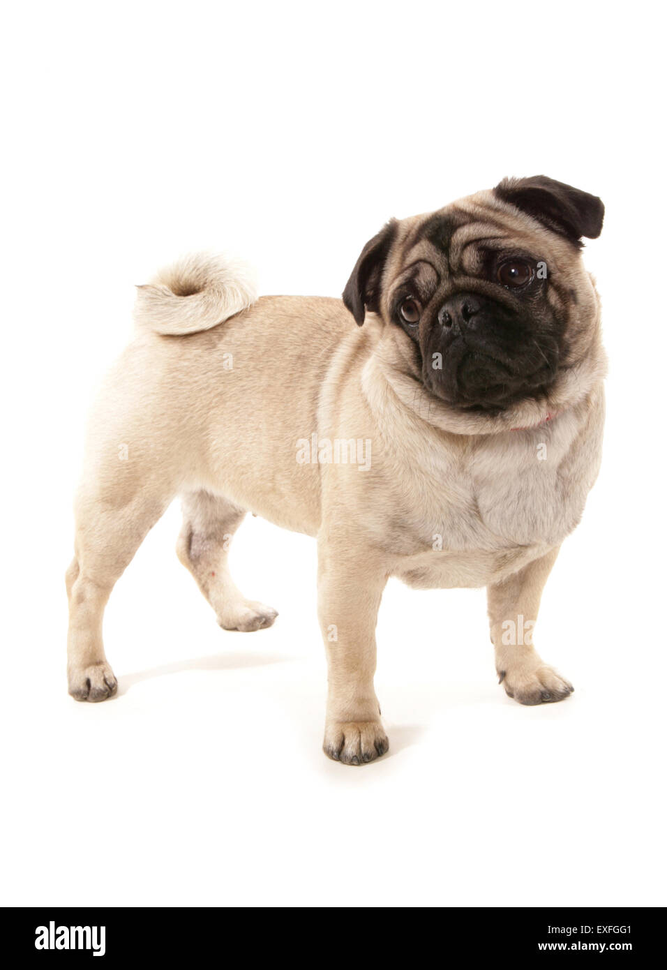 Einzigen Erwachsenen Mops in einem studio Stockfoto