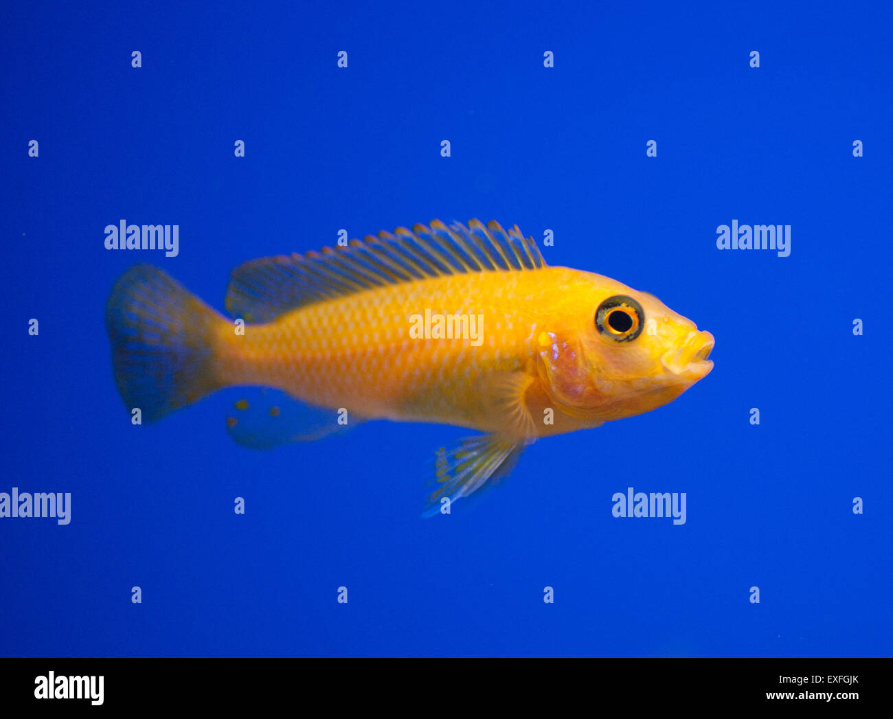 Afrikanischen Rift See Cichlid Fisch alleinstehende Erwachsene in einem aquarium Stockfoto