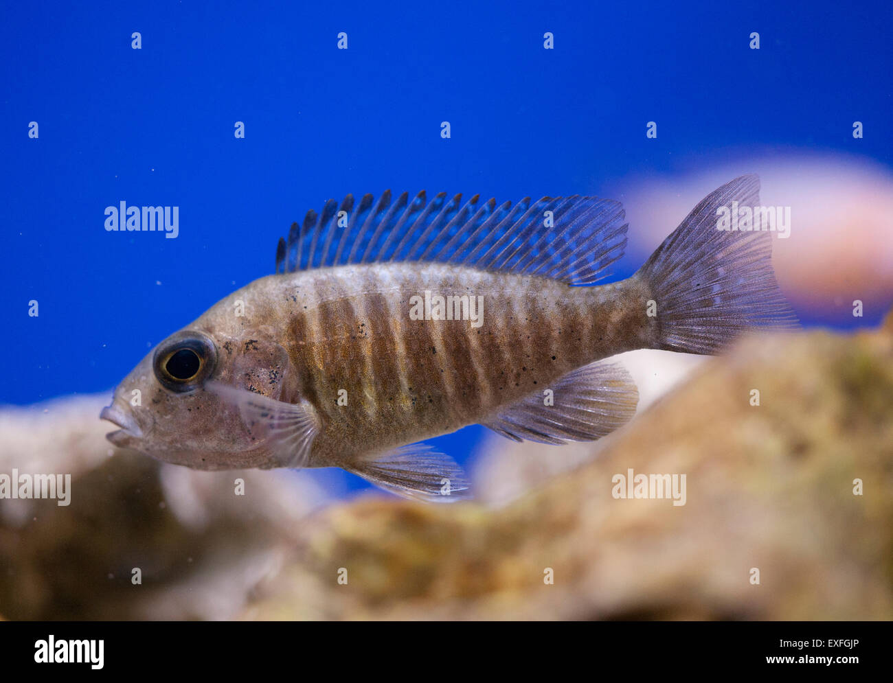 Afrikanischen Rift See Cichlid Fisch alleinstehende Erwachsene in einem aquarium Stockfoto