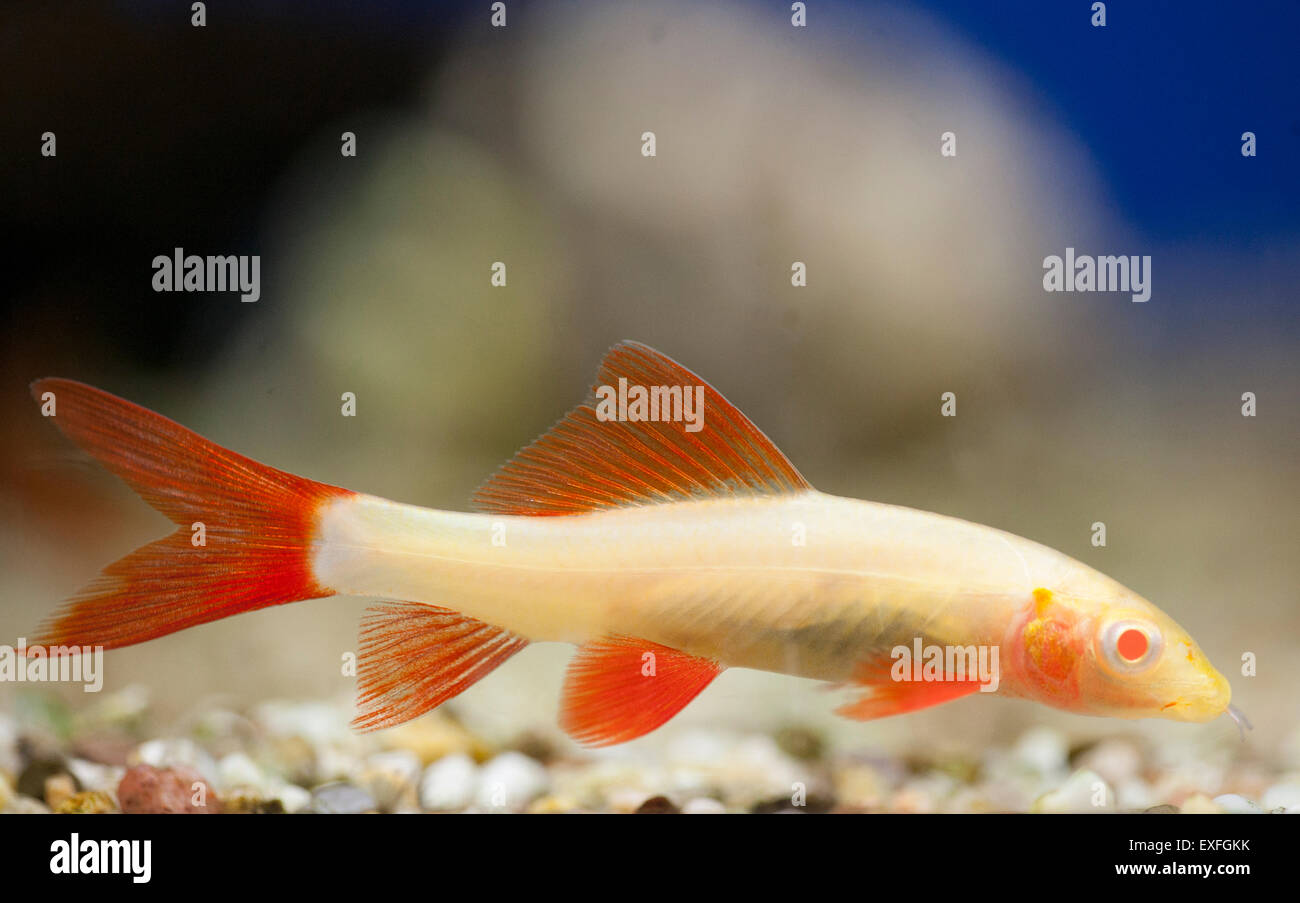 Albino Hai Epalzeorhynchos brookii Stockfoto