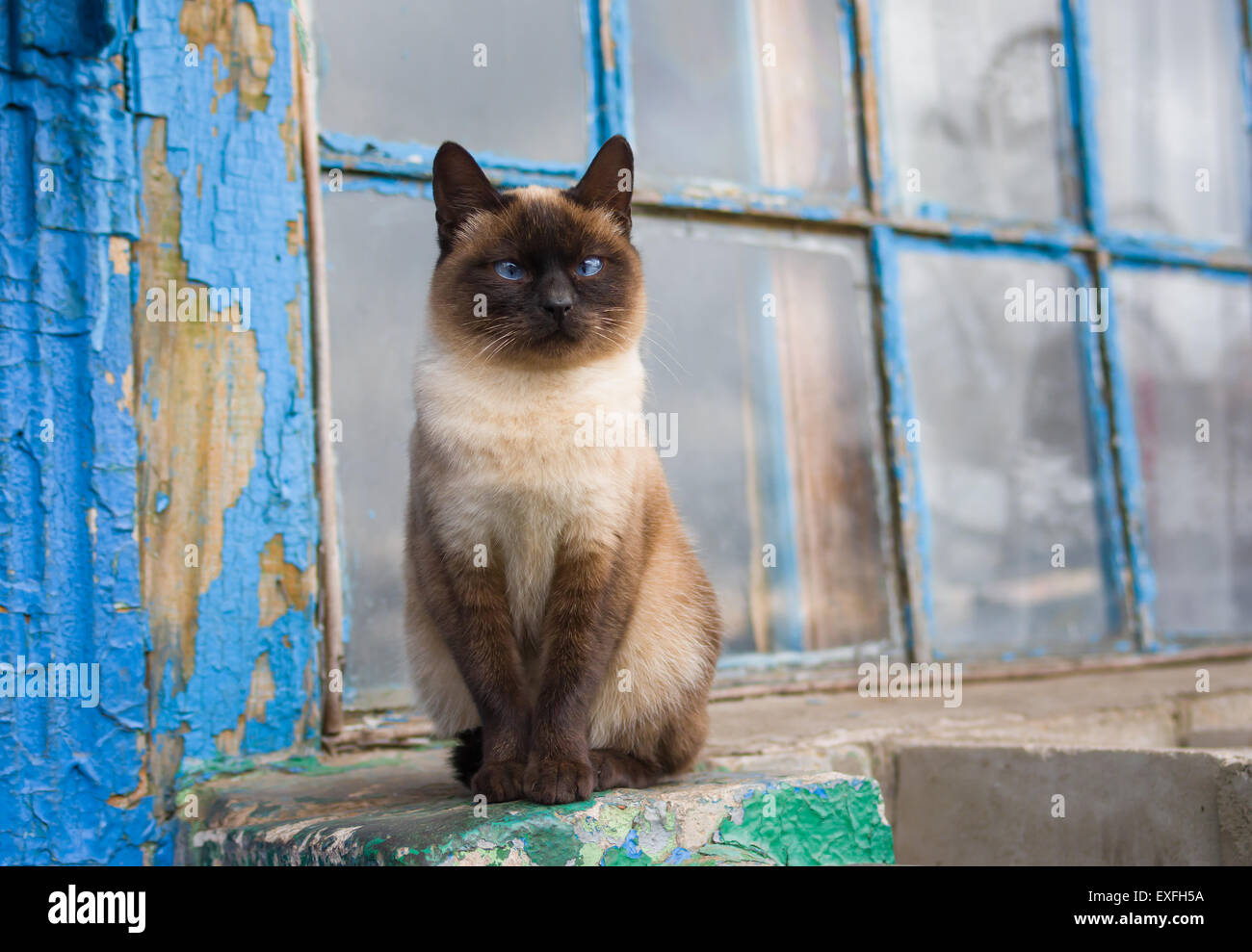 Anmutige siamesische Katze mit blauen Augen, die an das alte Fenster sitzen Stockfoto