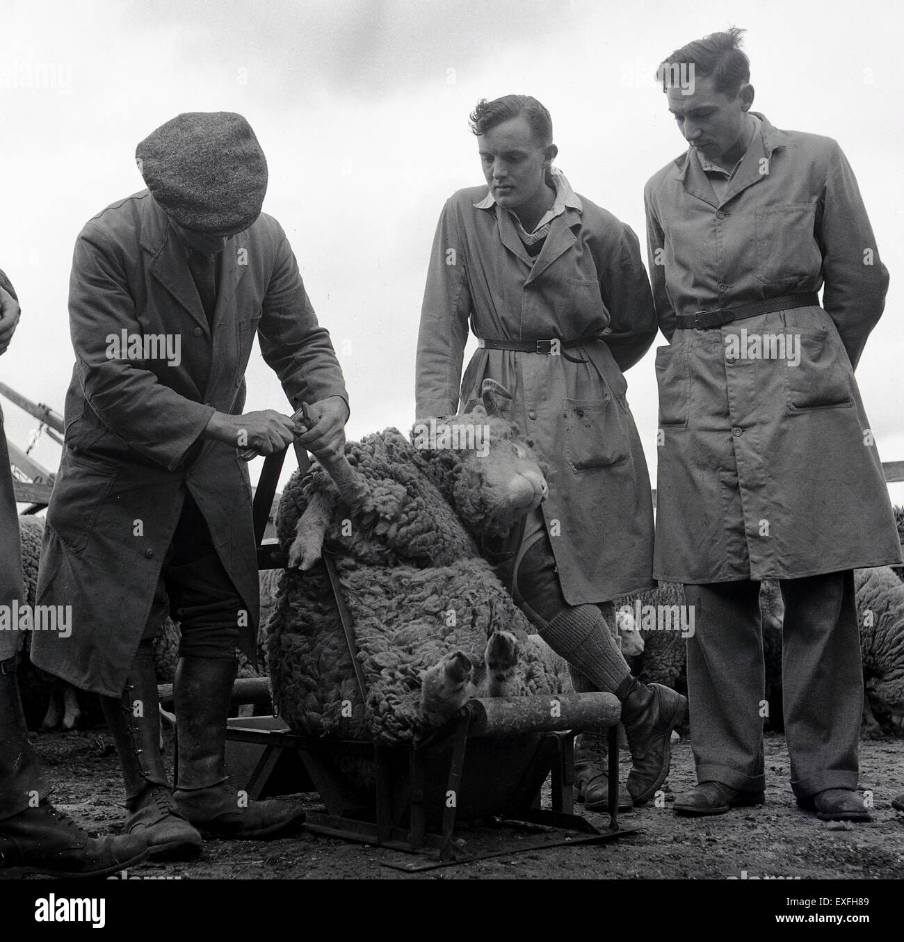 Geschichtsbild, 1950er Jahre, zeigt eine zwei männliche Studenten oder Lehrlinge auf einem Bauernhof oder Landwirtschaftsschule wird gezeigt, wie man einen Schaf HUF trimmen. Stockfoto