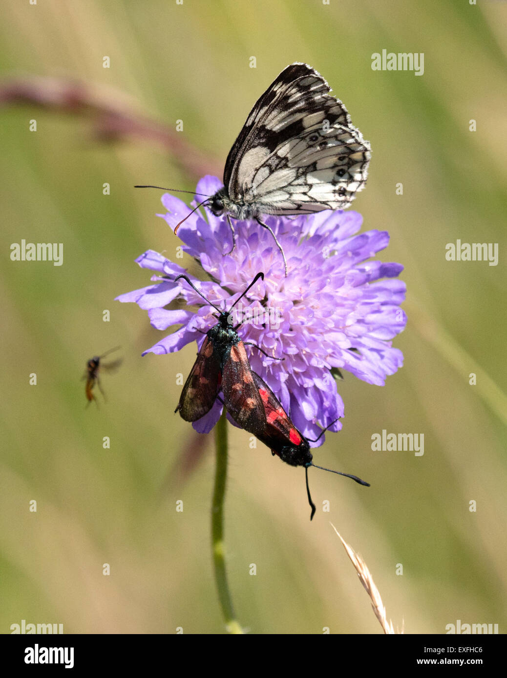 Einige fliegende Insekten ernähren sich von einem Feld Witwenblume Blüte Knautia Arvensis einschließlich Schachbrettfalter und fünf Spot Burnet Stockfoto